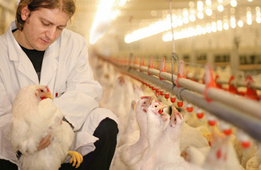 Tierwirtschaftsmeister(in) Geflügelhaltung